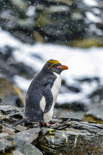 It's Macaroni penguin on the stones in Antarctica