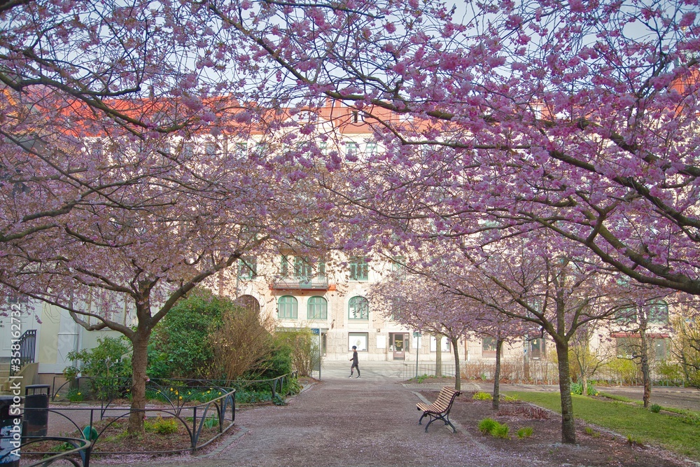 Cherry Blossoms in Seminarieparken in Gothenburg, Sweden Cherry Blossoms in Seminarieparken in Gothenburg, Sweden