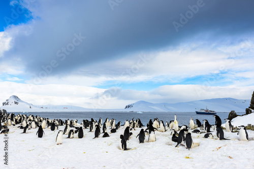 It's Flock of penguins on the ice in ANtarctica