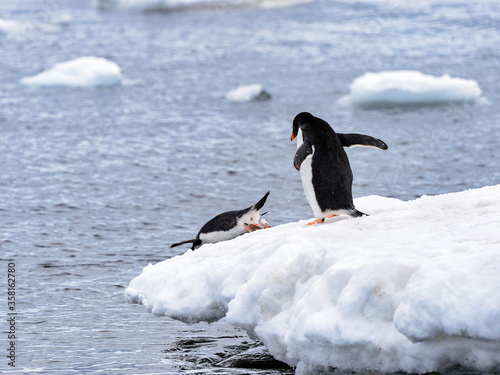It s Gentoo penguins dive from the ice rock into the water