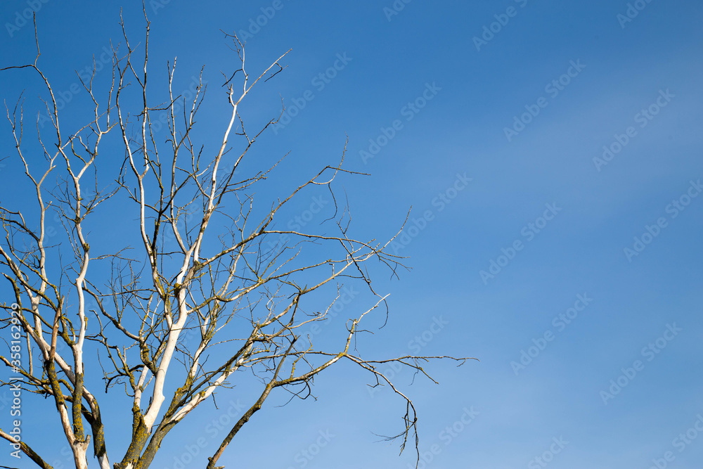 dry tree against the blue sky dry tree against the blue sky