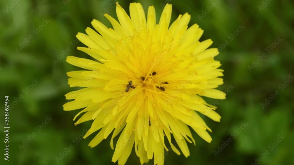 Several ants crawl on a yellow flower dandelion and drink nectar. Close-up Several ants crawl on a yellow flower dandelion and drink nectar. Close-up