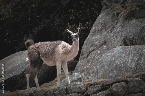 Vicuña is looking at something in Machu Picchu