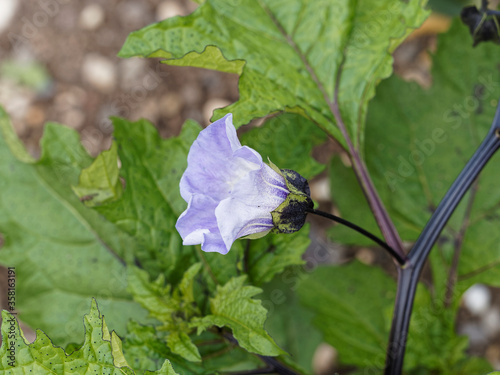 Nicandra physaloides ou faux-coqueret aux tiges noir brillant, feuillage lobé et gaufré, fleur bleuté violacé en forme de cloche photo