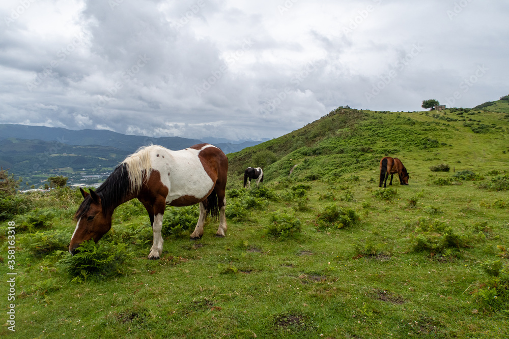 Caballos pastando en el campo en día nublado, jaizkibel, Gipuzkoa, país vasco
