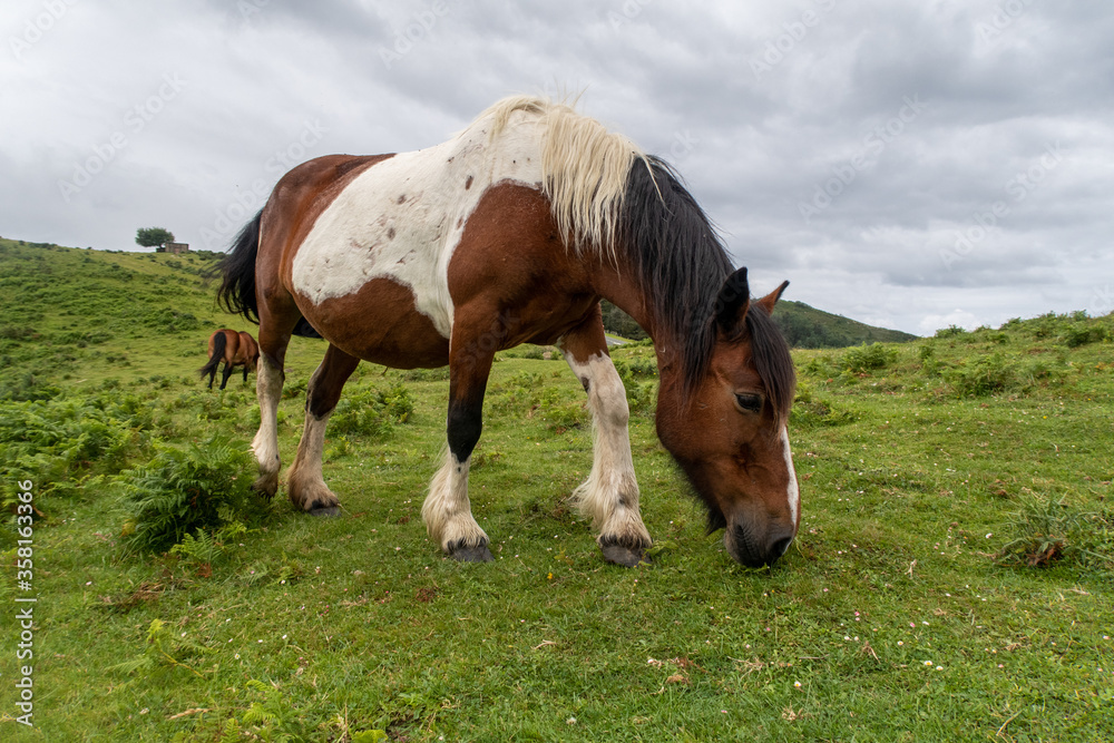 Obraz premium Caballos libres en la montaña, jaizkibel, Gipuzkoa