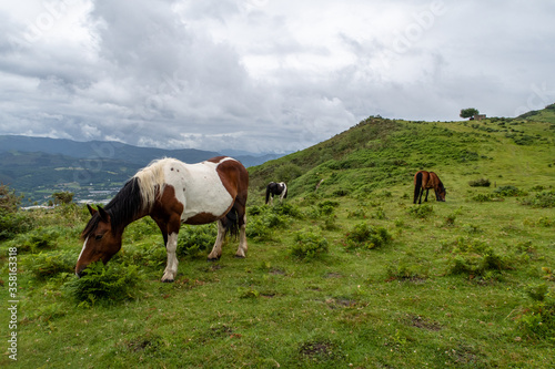 Caballos pastando en el campo en día nublado, jaizkibel, Gipuzkoa, país vasco photo