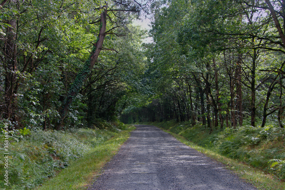 Route forestière en Sarthe
