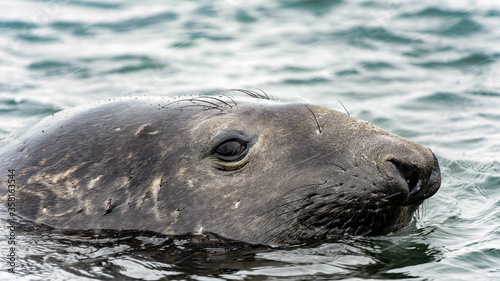 It's Elephant seal close view. South Georgia, South Atlantic Ocean.