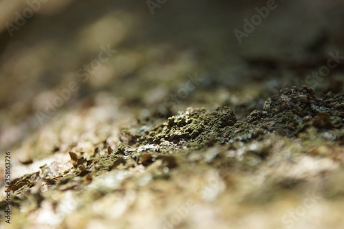 close up of a moss