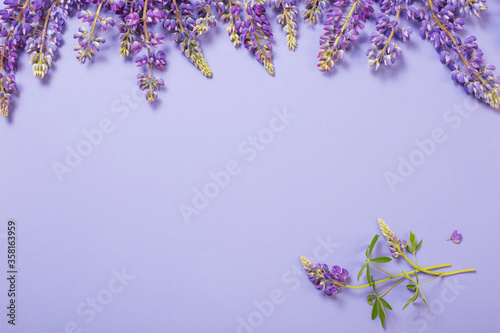 lupine flowers on violet paper background
