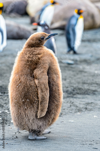 It s Baby King Penguin  Aptenodytes patagonicus 