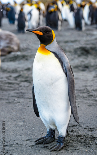 It s Portrait of a royal King Penguin