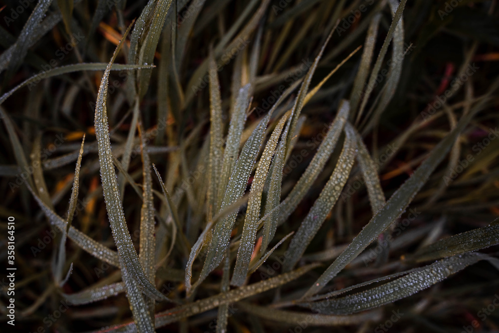 dewdrops on the grass taken close-up, macro, top view, water dewdrops on the grass taken close-up, macro, top view, water