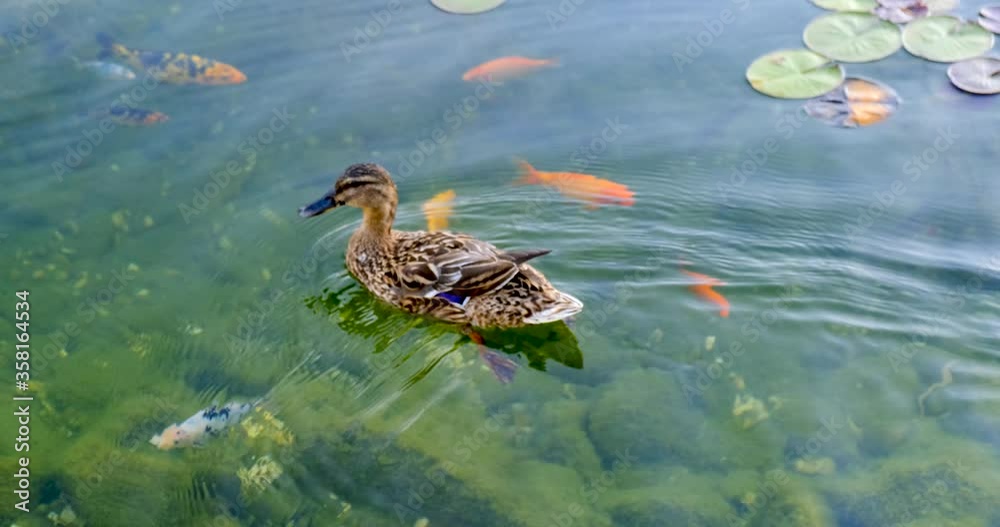 Duck and carp fish swim in the same water Duck and carp fish swim in the same water