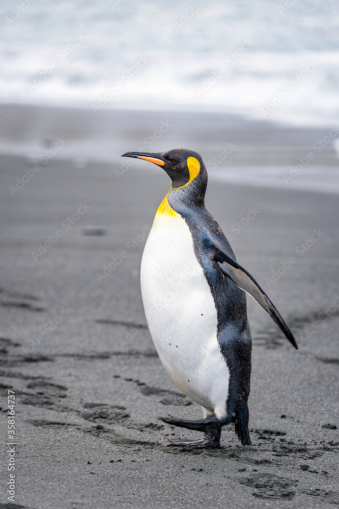 Obraz premium Antarctica, South Pole