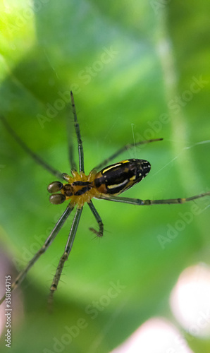 Orb weaver spider in a web surrounded by shrubs