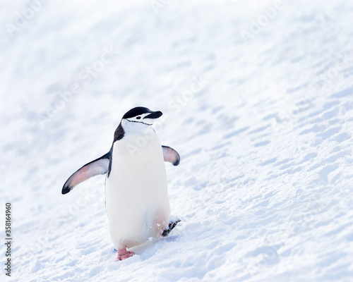 Fotografie, Obraz Antarctica, South Pole