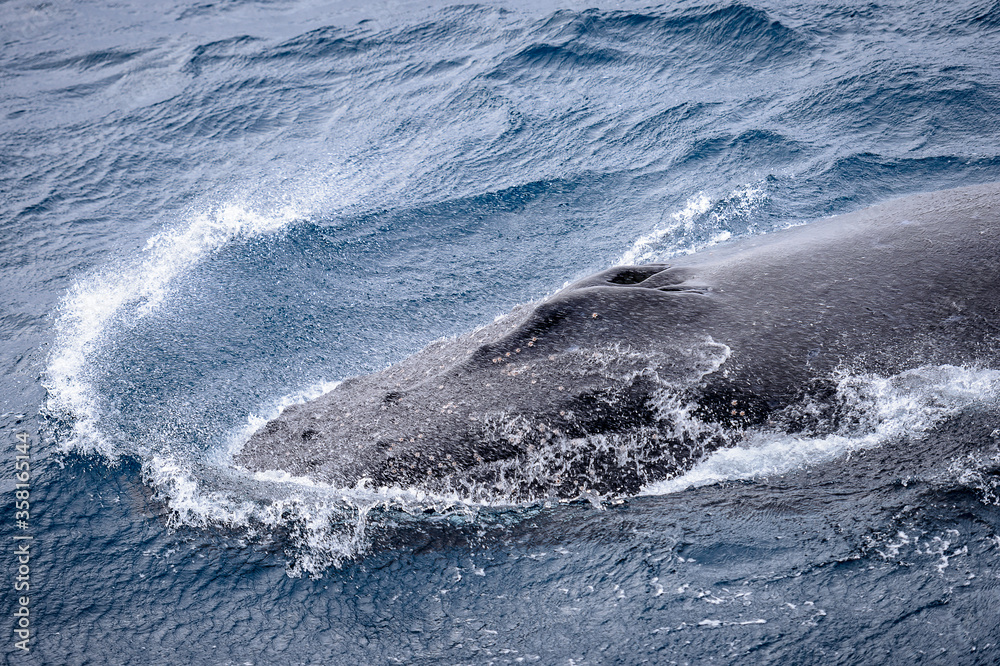 Fototapeta premium Antarctica, South Pole