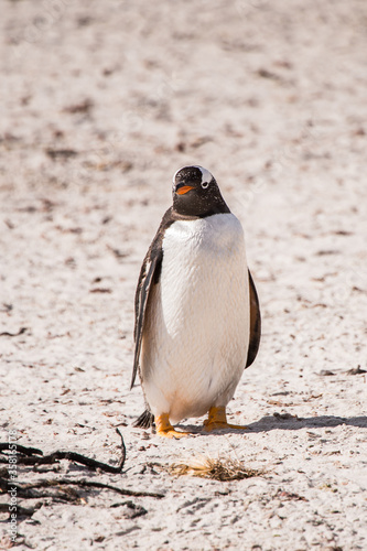 It's Gentoo penguin portrait on the Falkland Island