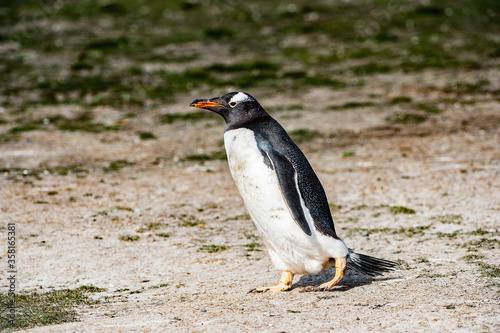 It's Close up of a gentoo penguin in Antarctica