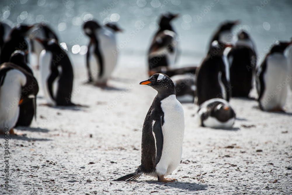 Obraz premium It's Gentoo penguin runs on the shore on the Falkland Island