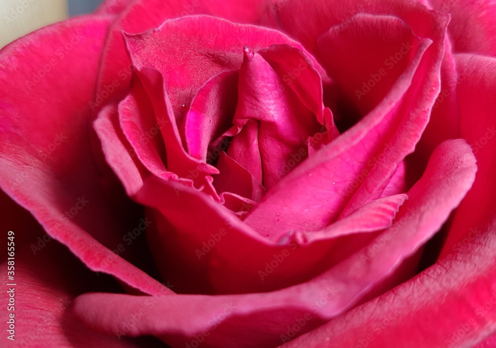 Naklejka premium close up of a red rose