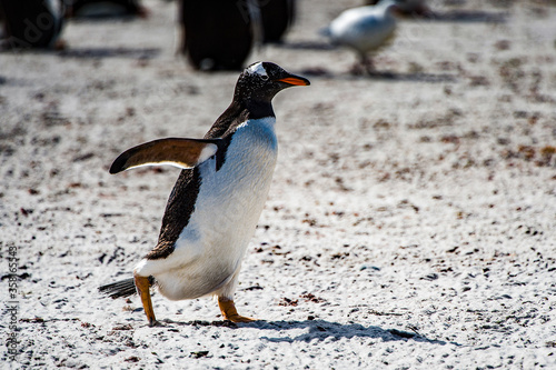 It's Gentoo penguin runs on the shore on the Falkland Island