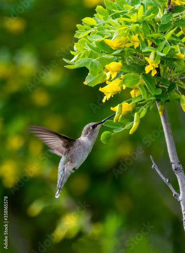 Black Chinned Hummingbird 3 photo