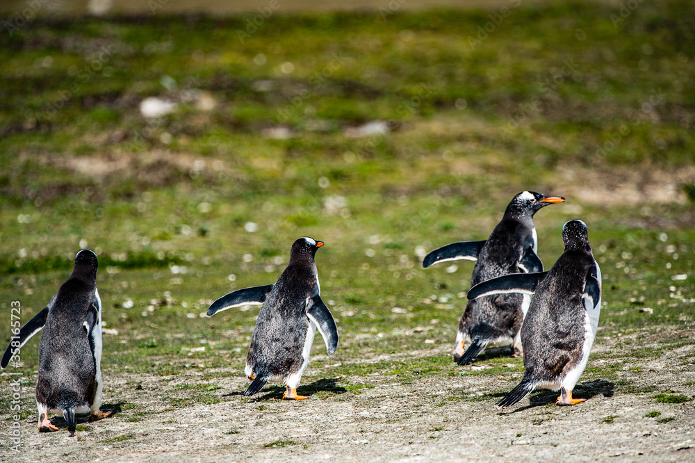 Fototapeta premium It's Gentoo penguins running on the Falkland Islands