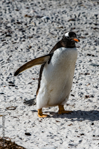 It's Close view of a gentoo penguin