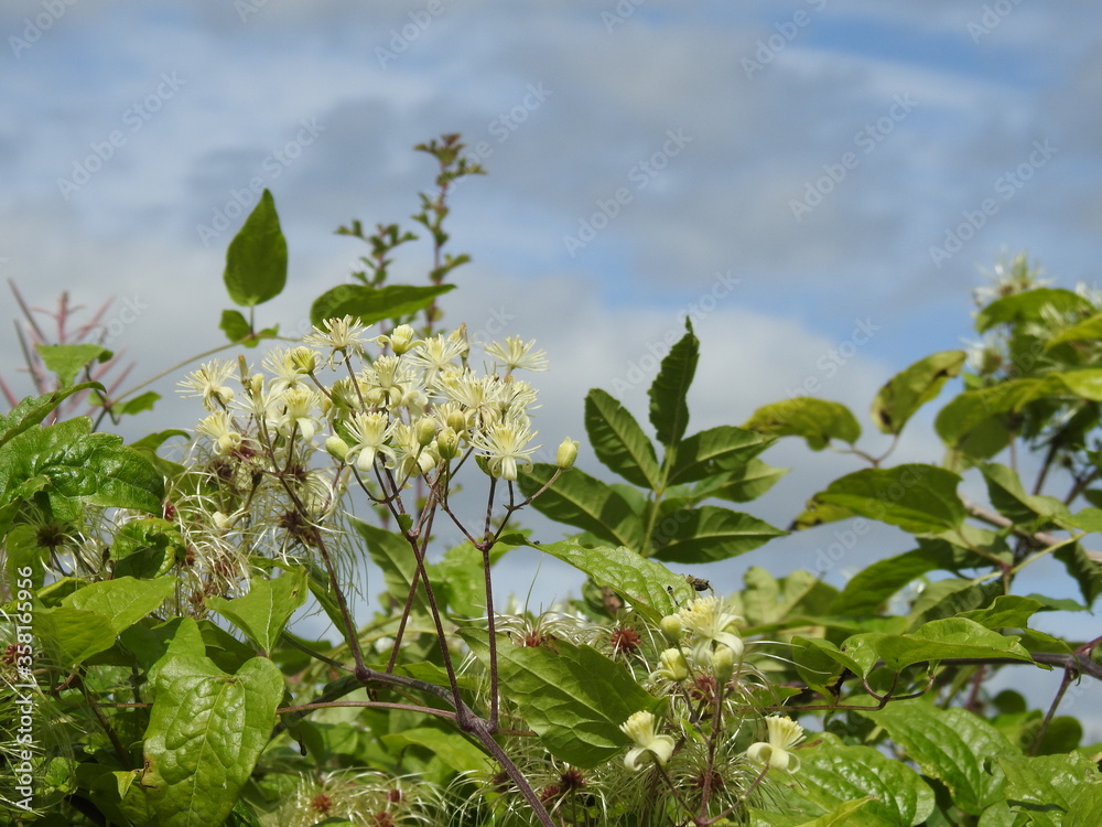 Obraz premium Vegetation against the sky