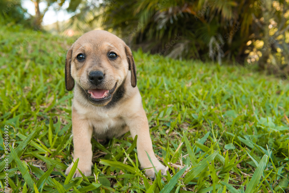 labrador dog puppy on lawn, just one month old.