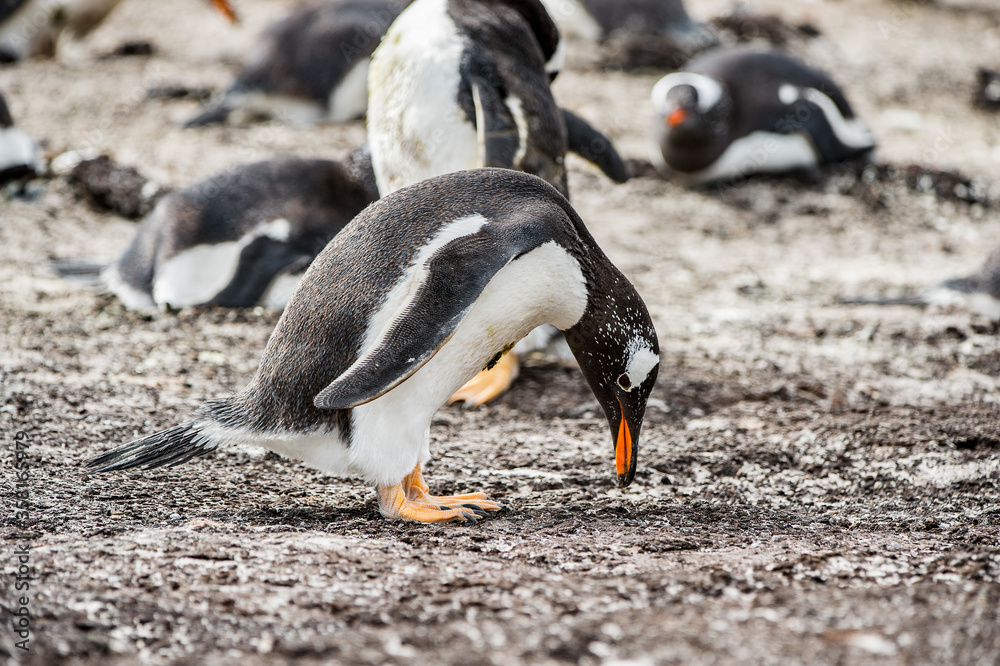 Fototapeta premium It's Close view of a gentoo penguin