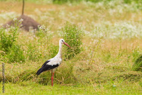 Obraz na płótnie white stork in summer w salonie
