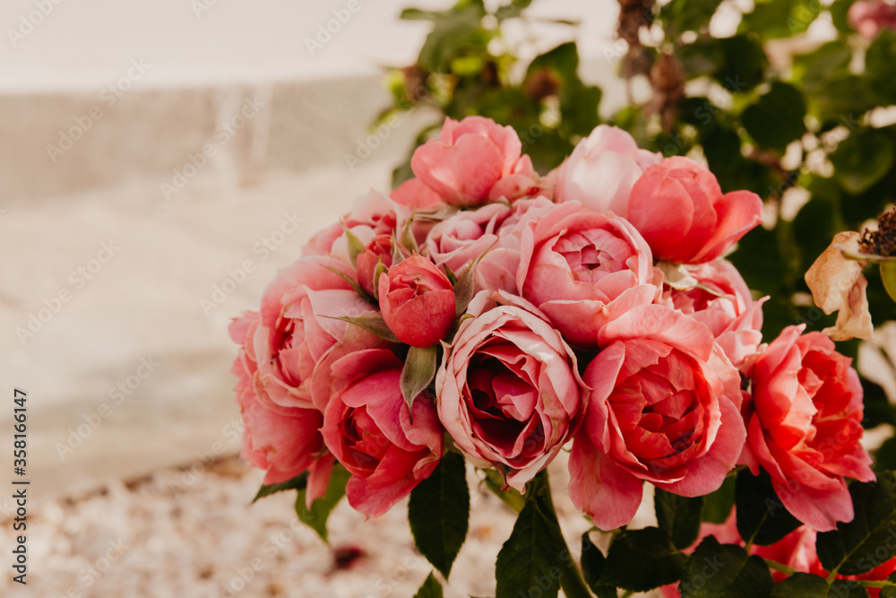Fototapeta premium pale pink rose flowers in the garden. High quality photo