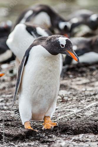 It's Close view of a gentoo penguin