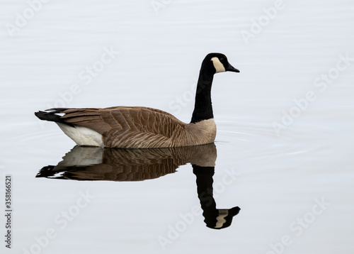 Canada Goose 4