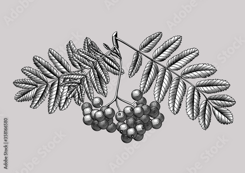 Engraved vintage drawing of a rowan branch with berries and leaves 