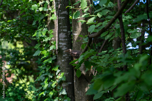 Fototapeta Naklejka Na Ścianę i Meble -  Vogel sitzt auf einem Ast zwischen Bäumen