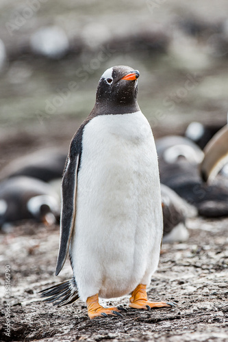 It's Beautiful gentoo penguin in Antarctica