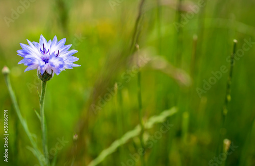 Blue cornflower with corn and grass in background