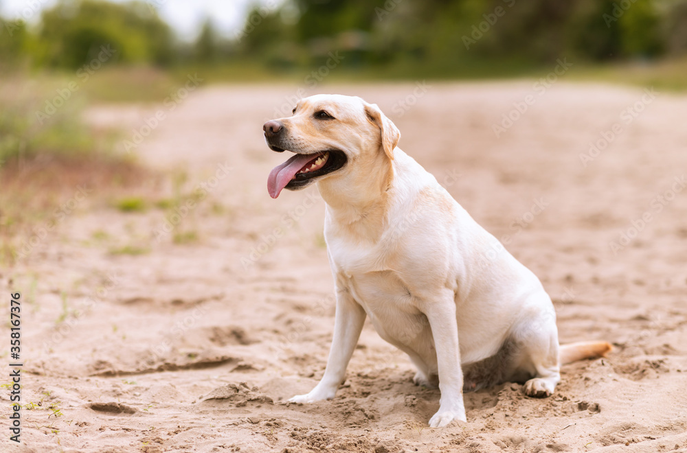 Labrador retriever dog looking aside, having walk