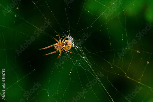 yellow spider on a web weaves