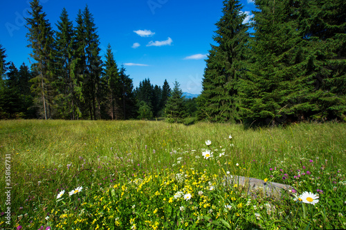 Summer landscape in Apuseni Mountains, Romania photo