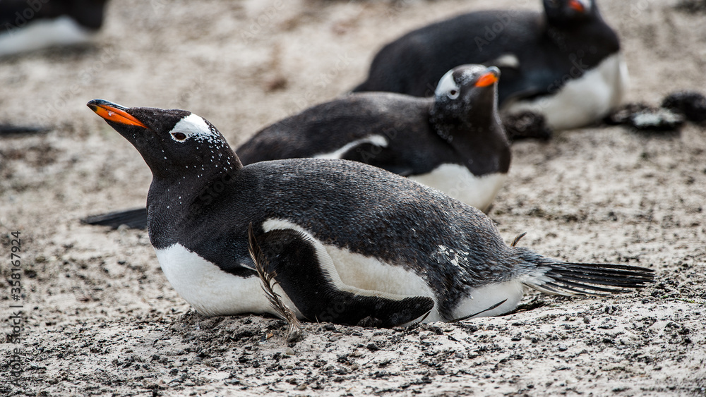 Fototapeta premium It's Little gentoo penguin in Antarctica