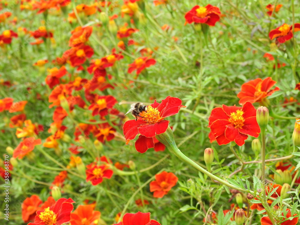 Red densely growing flowers with an insect flying