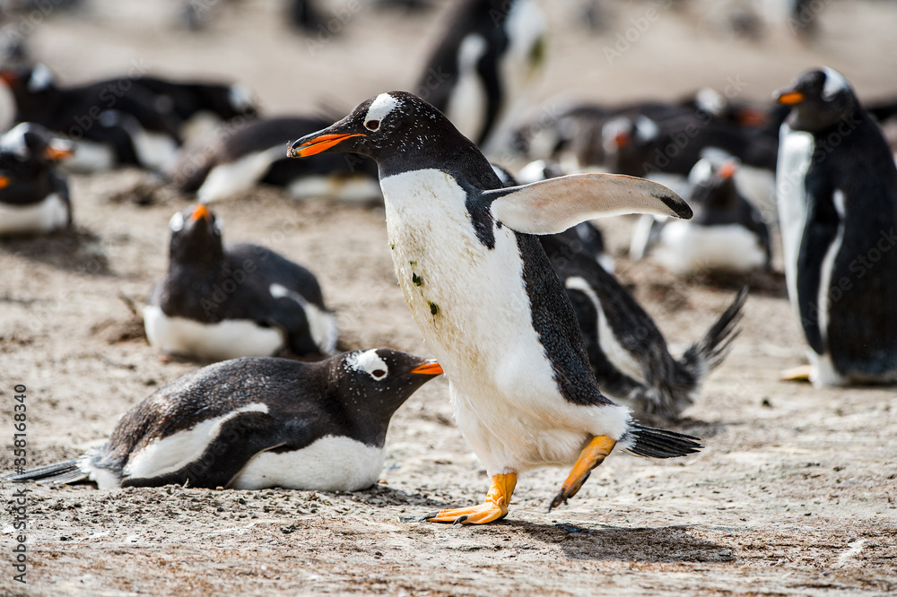Naklejka premium It's Beautiful penguin on the sand on the Falkland Islands