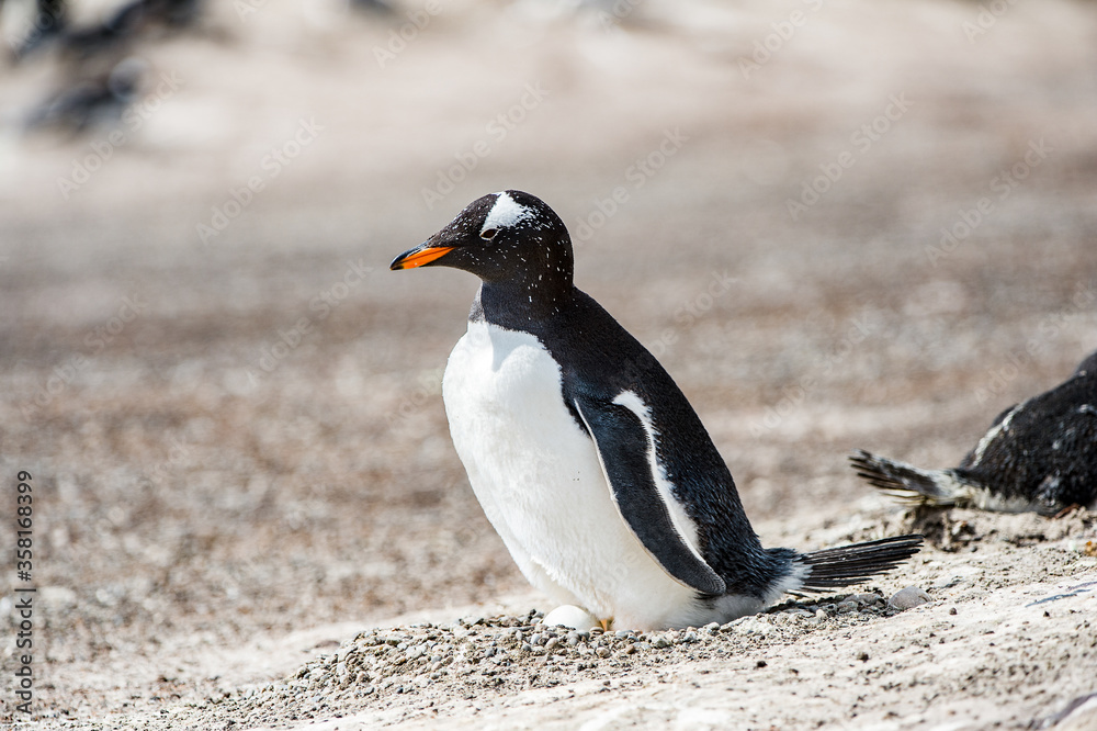 Naklejka premium It's Little penguin on the sand