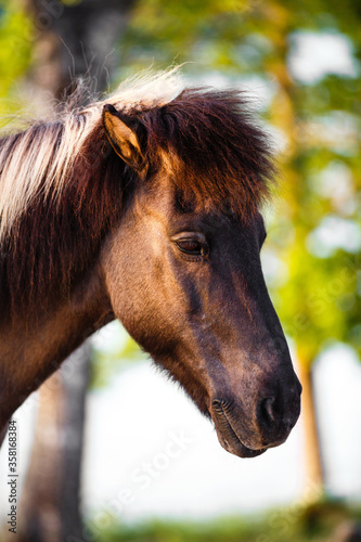 Portrait of bay sorrel black horse on background of field